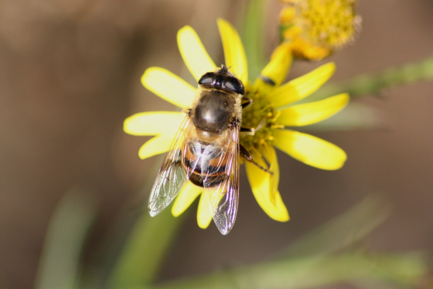 Eristalis tenax